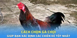 Cách chọn gà chọi