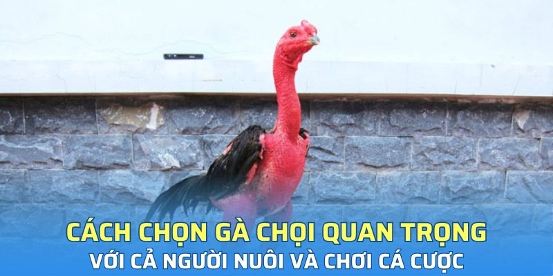 Cách chọn gà chọi quan trọng với cả người nuôi và chơi cá cược