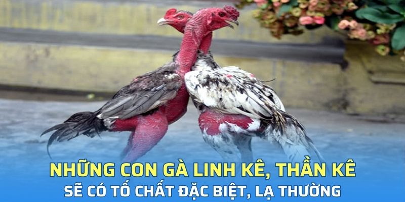 Những con gà linh kê, thần kê sẽ có tố chất đặc biệt