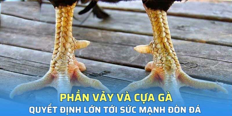 Phần vảy và cựa gà quyết định lớn tới sức mạnh đòn đá của con vật