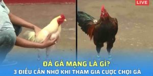 đá gà mạng là gì